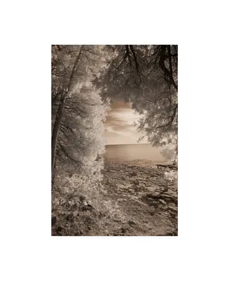 Monte Nagler Tree Frame Sepia Canvas Art - 20" x 25"