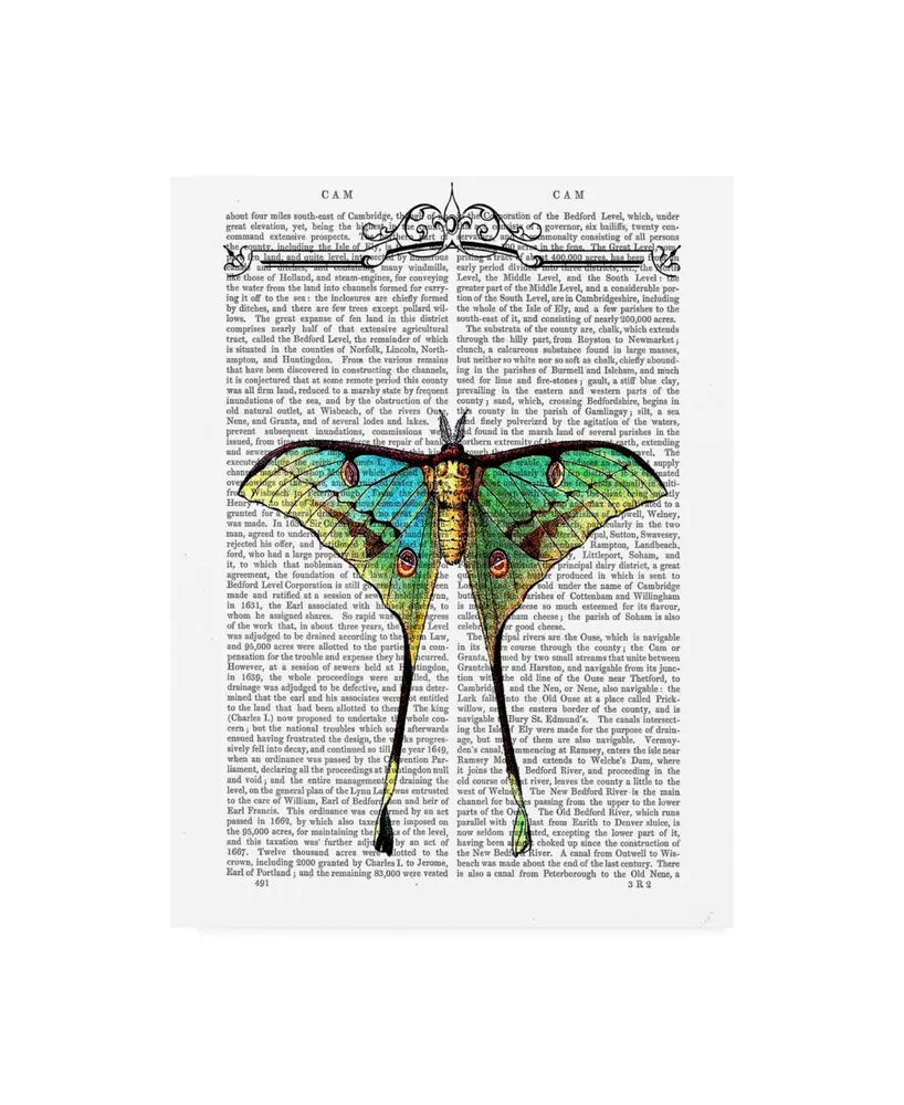 Fab Funky Butterfly 1 Canvas Art