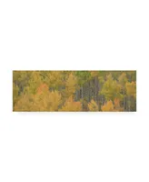 Dan Ballard Birch Forests Canvas Art - 27" x 33.5"