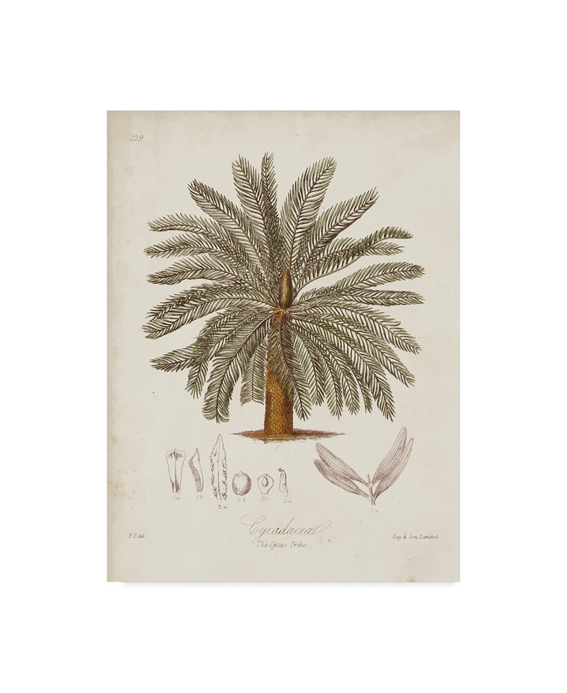 Elizabeth Twining Antique Tropical Palm I Canvas Art - 20" x 25"