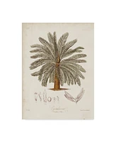 Elizabeth Twining Antique Tropical Palm I Canvas Art - 20" x 25"