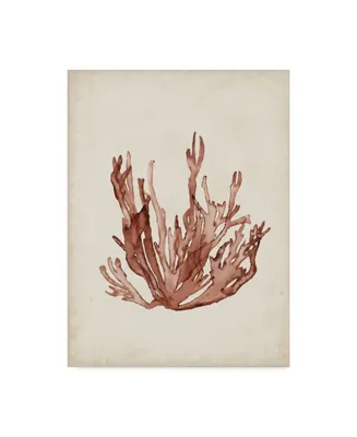 Naomi Mccavitt Seaweed Specimens Vii Canvas Art