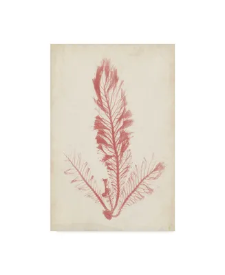 Henry Bradbury Coral Sea Feather I Canvas Art