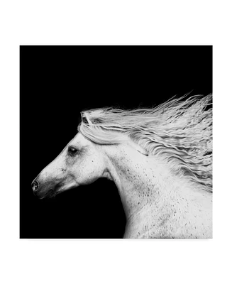 Ph Burchett Black and White Horses V Canvas Art - 20" x 25"