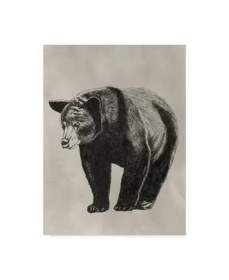 Naomi Mccavitt Pen and Ink Bear Ii Canvas Art