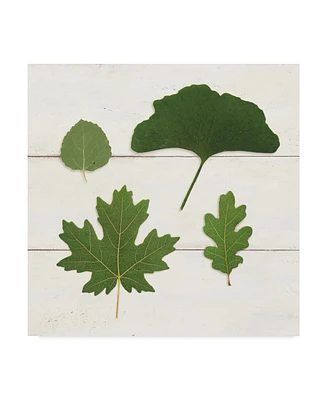 Wild Apple Portfolio Leaf Chart V Shiplap Canvas Art - 15" x 20"