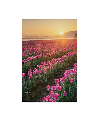 Alan Majchrowicz Skagit Valley Tulips Ii Canvas Art - 20" x 25"