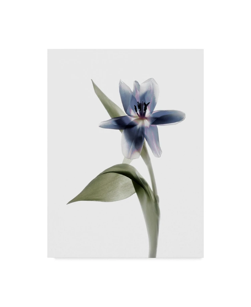 Judy Stalus Xray Tulip Vii Canvas Art - 20" x 25"