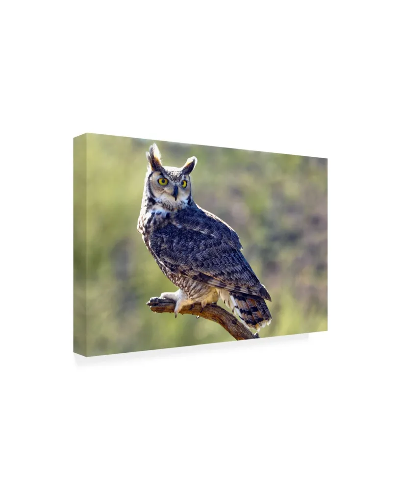 Mitch Catanzaro Great Horned Owl on a Perch Canvas Art