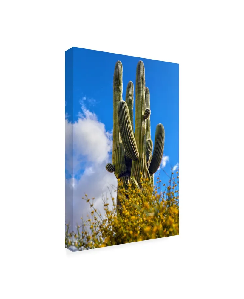 Mitch Catanzaro Saguaro Canvas Art