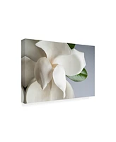 PhotoINC Studio Magnolia White and Gray Canvas Art - 27" x 33.5"