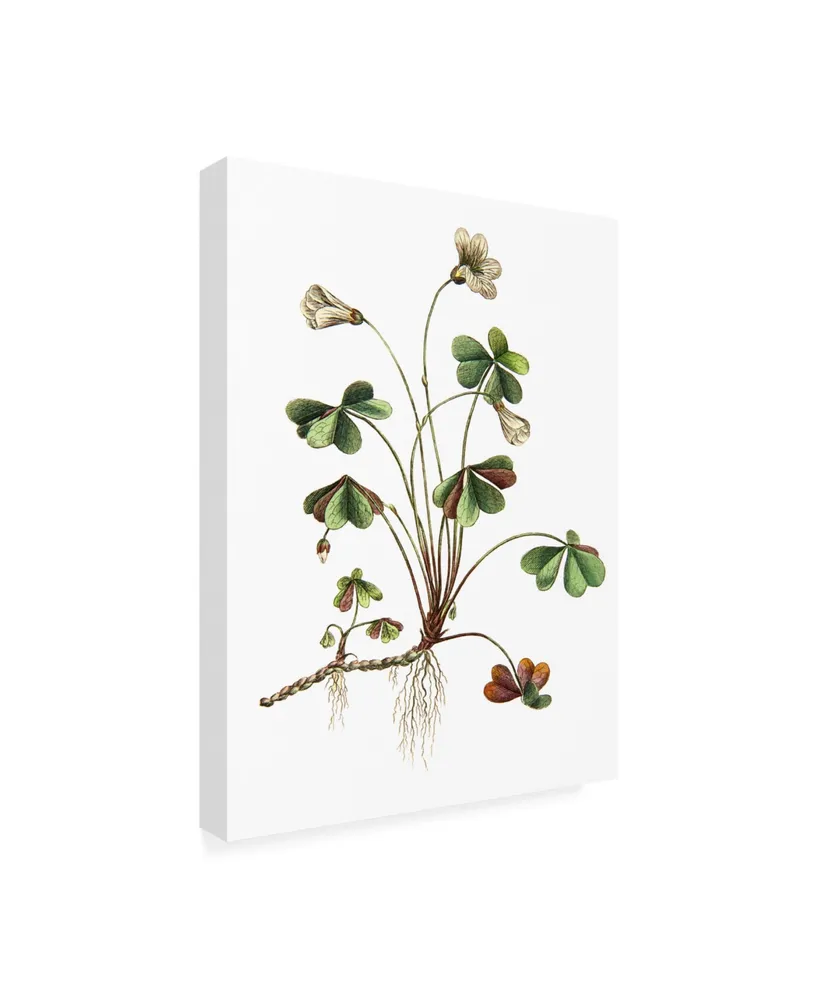 Incado Botanica Ii Canvas Art