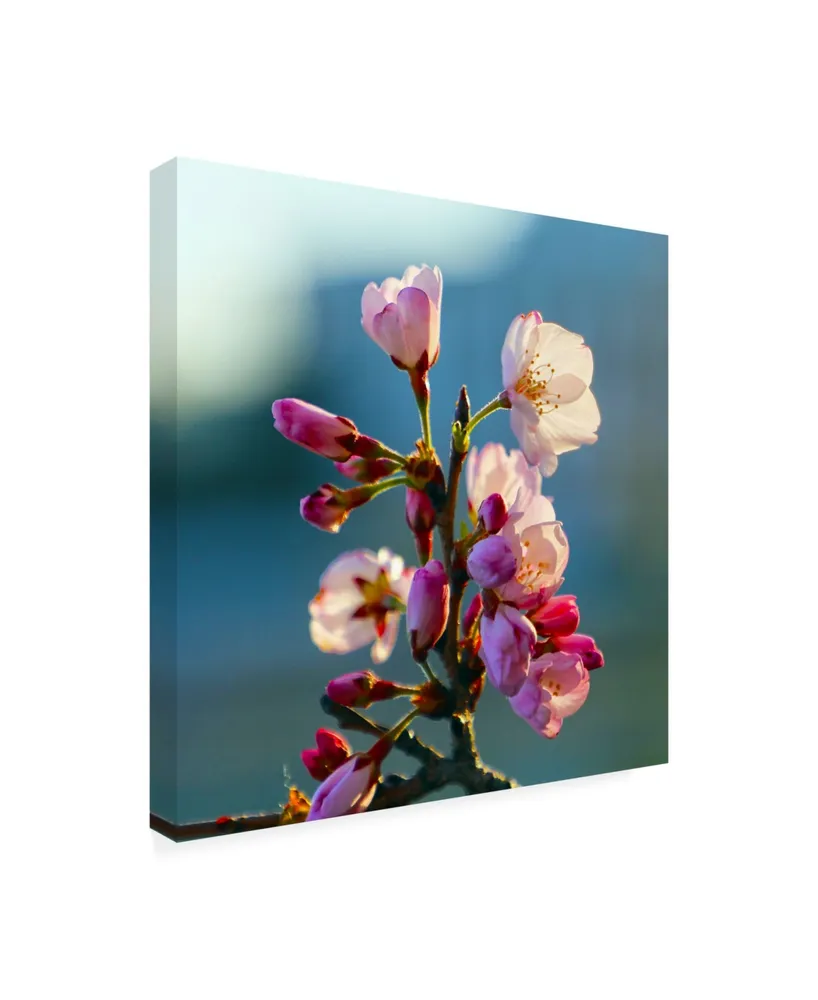 Mitch Catanzaro Cherry Blossom Blurred Canvas Art - 36.5" x 48"