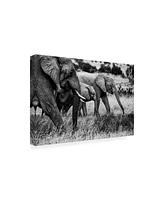 Vedran Vidak Elephant Family Amboseli Canvas Art