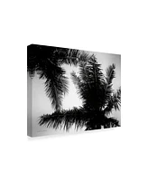 Debra Van Swearingen Palm Tree Looking Up I Canvas Art - 37" x 49"