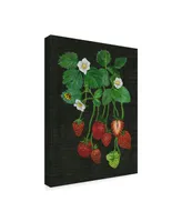 Melissa Wang Strawberry Fields Ii Canvas Art