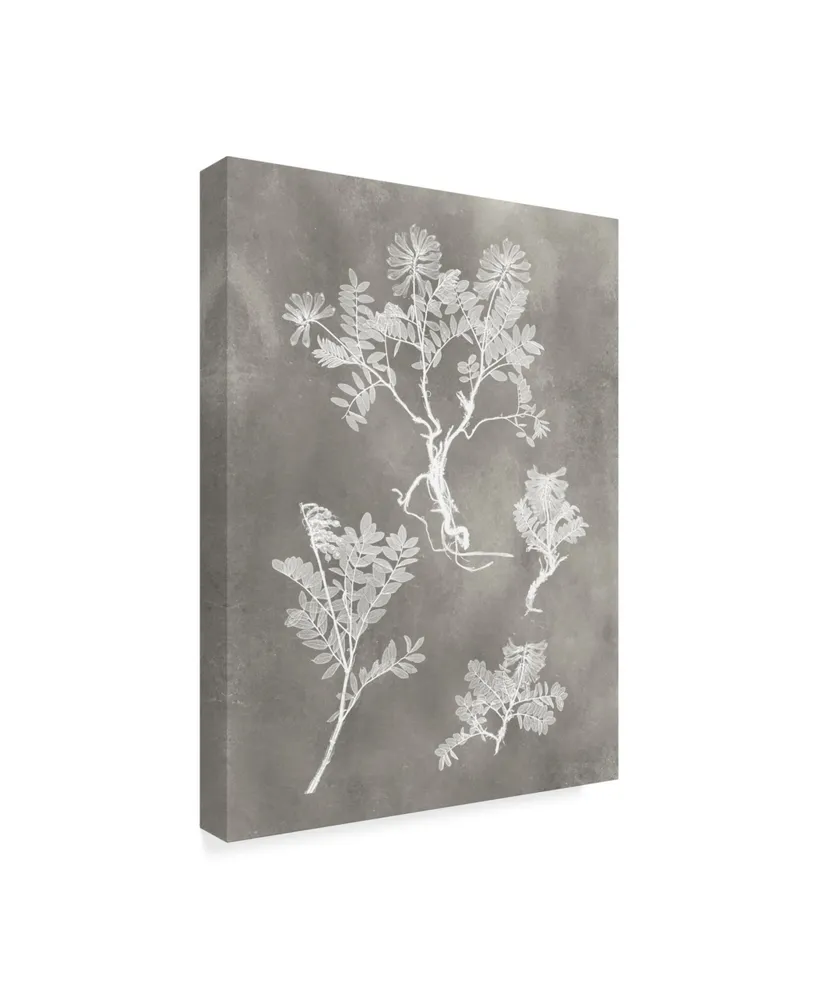 Vision Studio Herbarium Study Ii Canvas Art