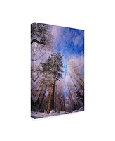 Philippe Sainte-Laudy Let it Snow Trees Canvas Art - 20" x 25"