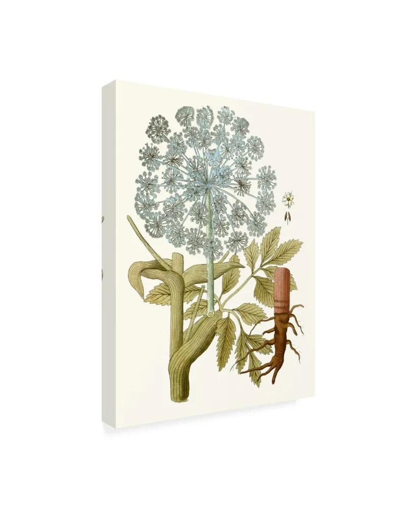 Unknown Lacy Leaves Iii Canvas Art