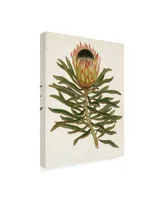 Unknown Antique Protea Vi Canvas Art - 15" x 20"