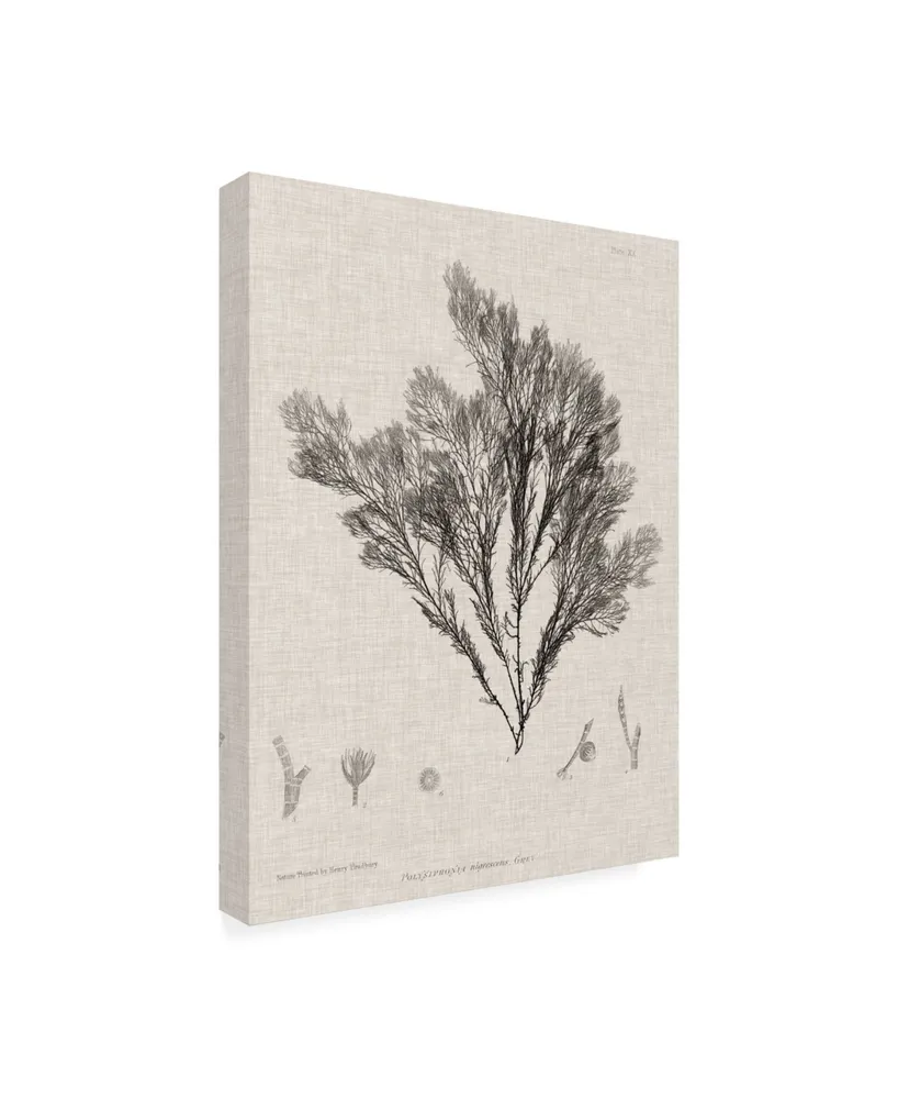 Henry Bradbury Charcoal and Linen Seaweed V Canvas Art