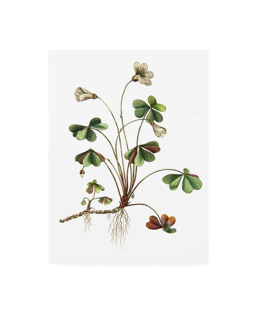 Incado Botanica Ii Canvas Art