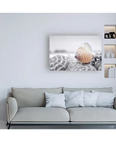 Alan Blaustein Crescent Beach Shells 15 Canvas Art - 19.5" x 26"