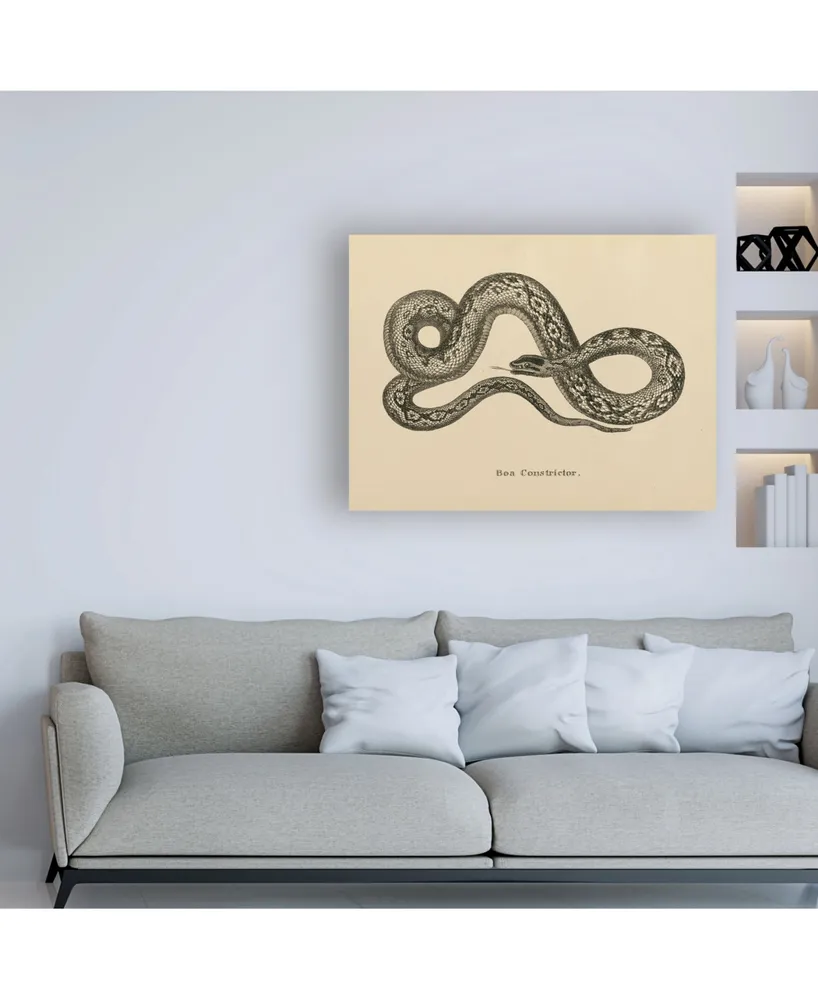 Wild Apple Portfolio Vintage Boa Constrictor Crop Canvas Art