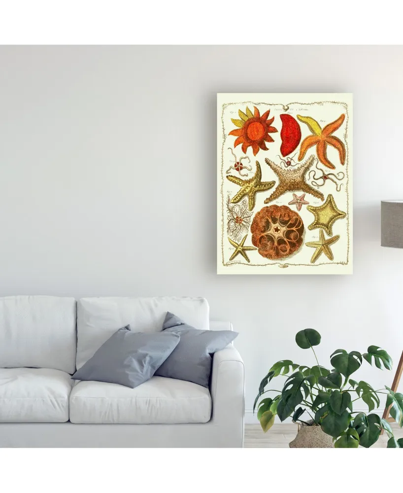 Fab Funky Starfish and Sea Urchins a Canvas Art