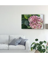 American School Hydrangea Closeup Canvas Art - 20" x 25"