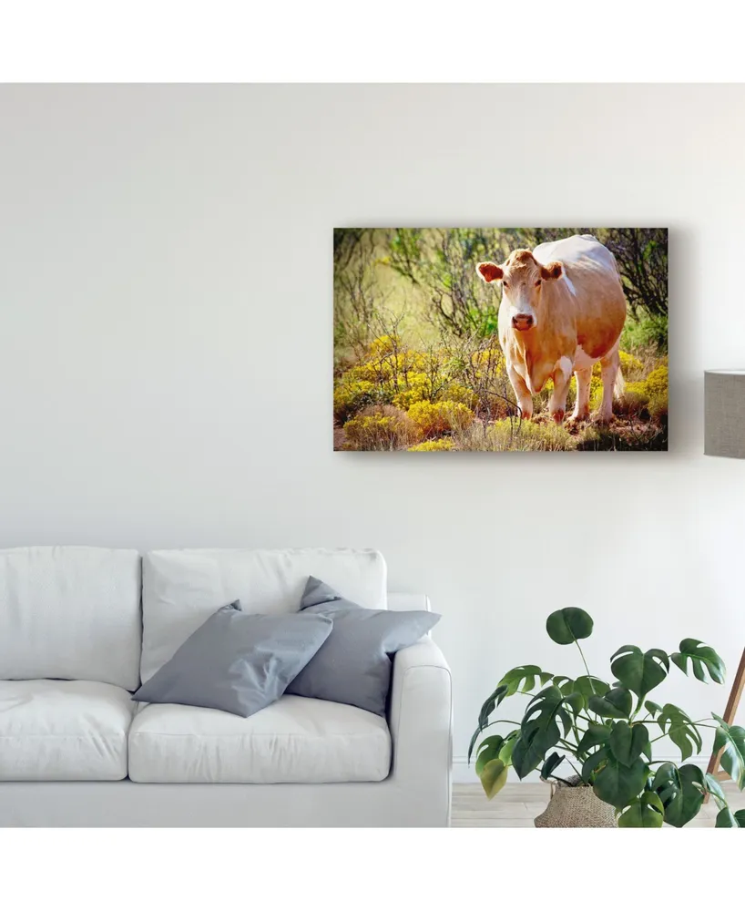 American School Lone Cow in New Mexico Canvas Art - 37" x 49"