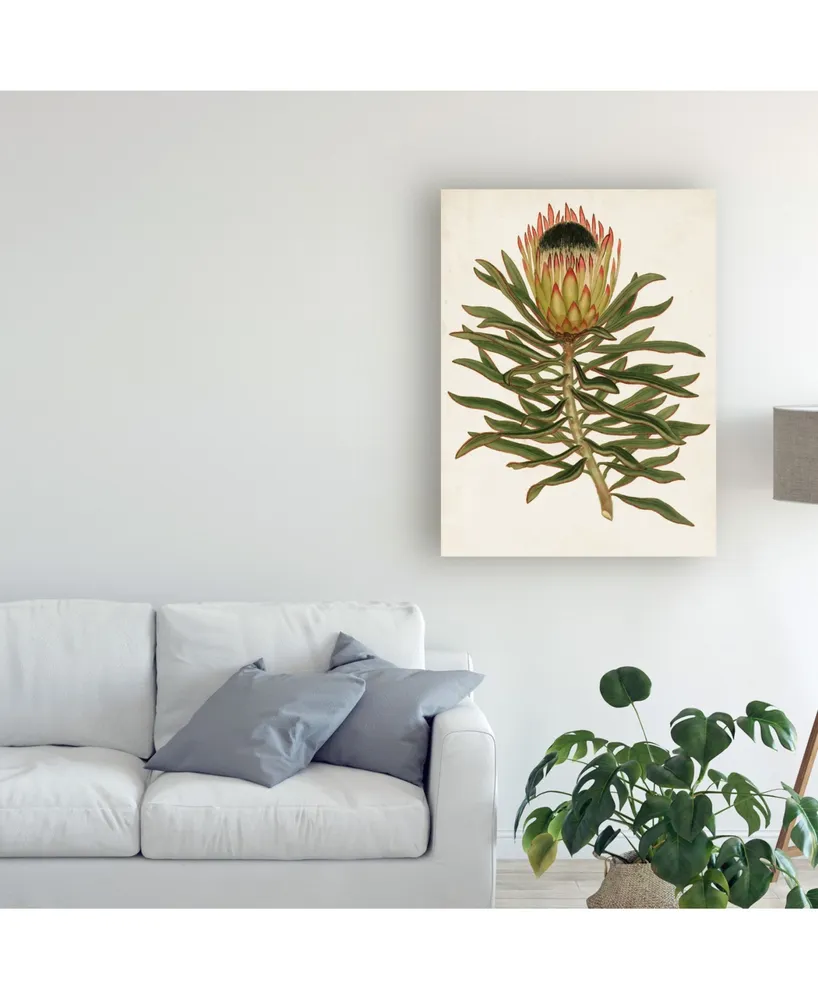 Unknown Antique Protea Vi Canvas Art - 15" x 20"