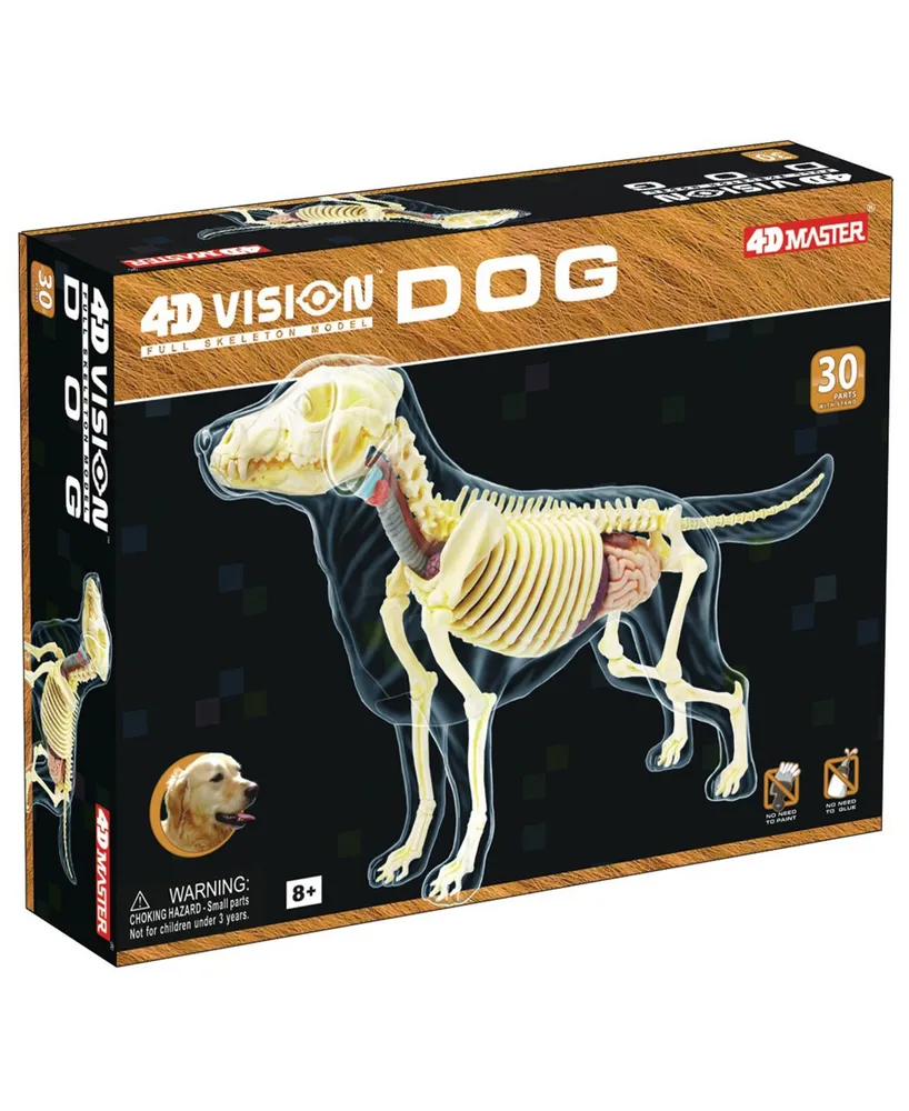 4D Master 4D Vision Full Skeleton Dog Model