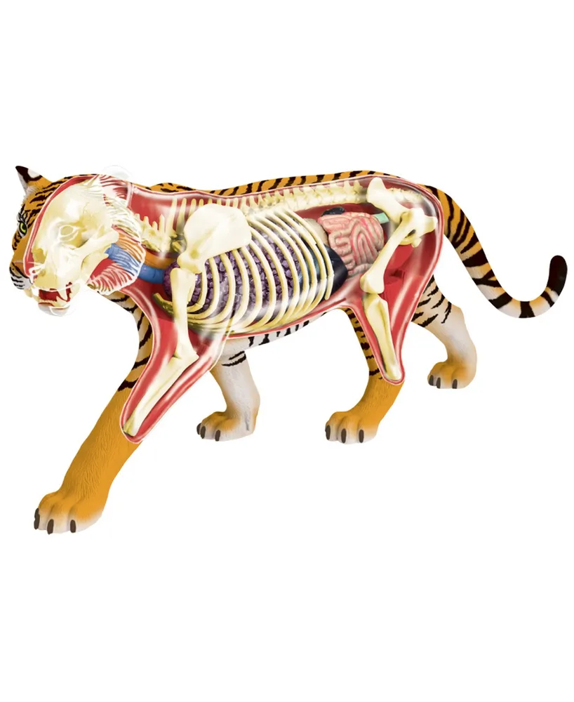 4D Master 4D Vision Tiger Anatomy Model