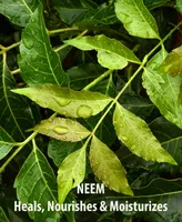 Sundari Neem And Green Tea Cleansing Mask