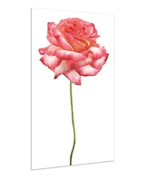 Empire Art Direct Pink Rose on White Frameless Free Floating Tempered Glass Panel Graphic Wall Art, 48" x 32" x 0.2"