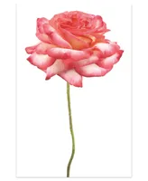 Empire Art Direct Pink Rose on White Frameless Free Floating Tempered Glass Panel Graphic Wall Art, 48" x 32" x 0.2"