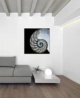 Empire Art Direct Pearly Nautilus Frameless Free Floating Tempered Glass Panel Graphic Wall Art, 36" x 36" x 0.2"
