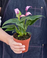 Purple Anthurium Live Plant, 4" Pot