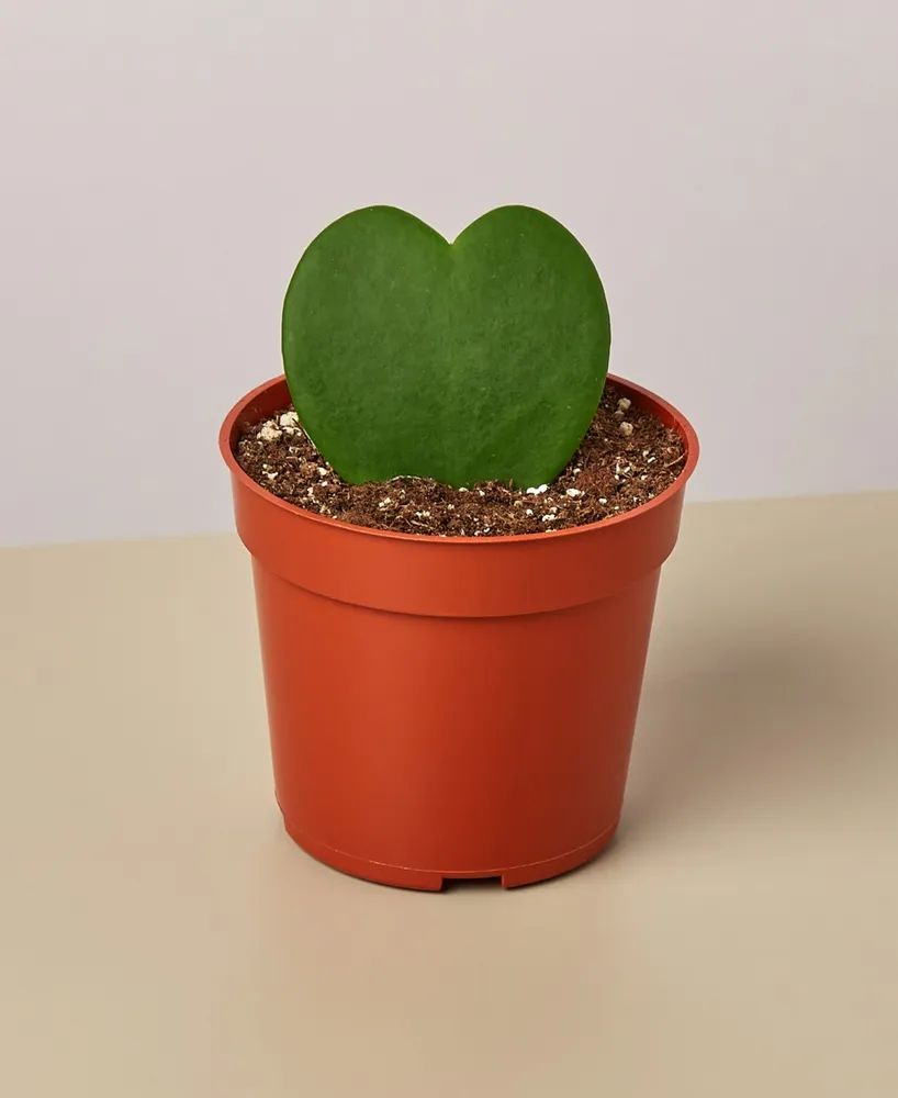 House Plant Shop Hoya Sweetheart Live Plant, 4" Pot