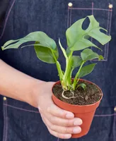 Philodendron Mini Monstera Minima Live Plant, 4" Pot