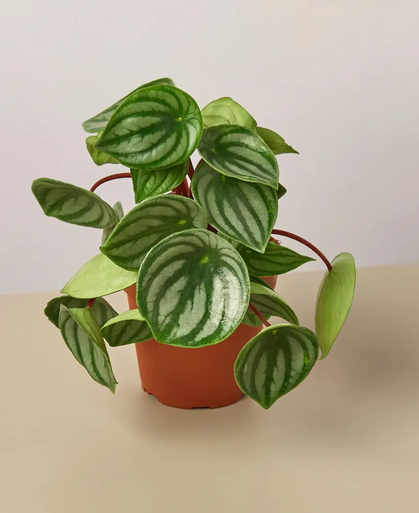 Peperomia Watermelon Live Plant, 4" Pot