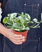 Pothos 'N'Joy' Live Plant, 4" Pot