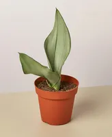 Snake Plant Moonshine Live Plant