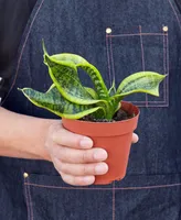 Snake Plant Twist Live Plant, 4" Pot