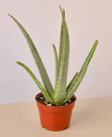 Aloe Vera Live Succulent, 4" Pot