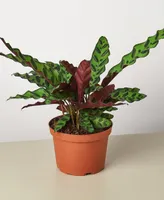 Calathea Lancifolia 'Rattlesnake' Live Plant, 6" Pot