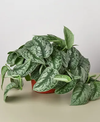 Pothos 'Silver Splash' Live Plant, 6" Pot