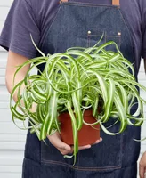 Spider Plant 'Bonnie' Live Plant, 6" Pot