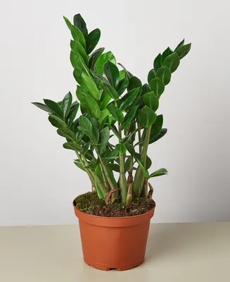 Zamioculcas Zamiifolia 'Zz' Live Plant, 6" Pot